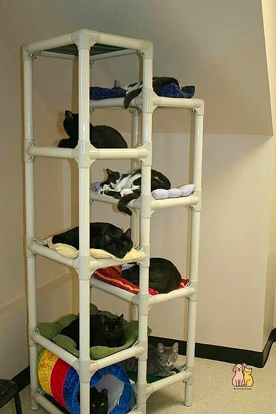 The PVC Pipe Cat Tunnel