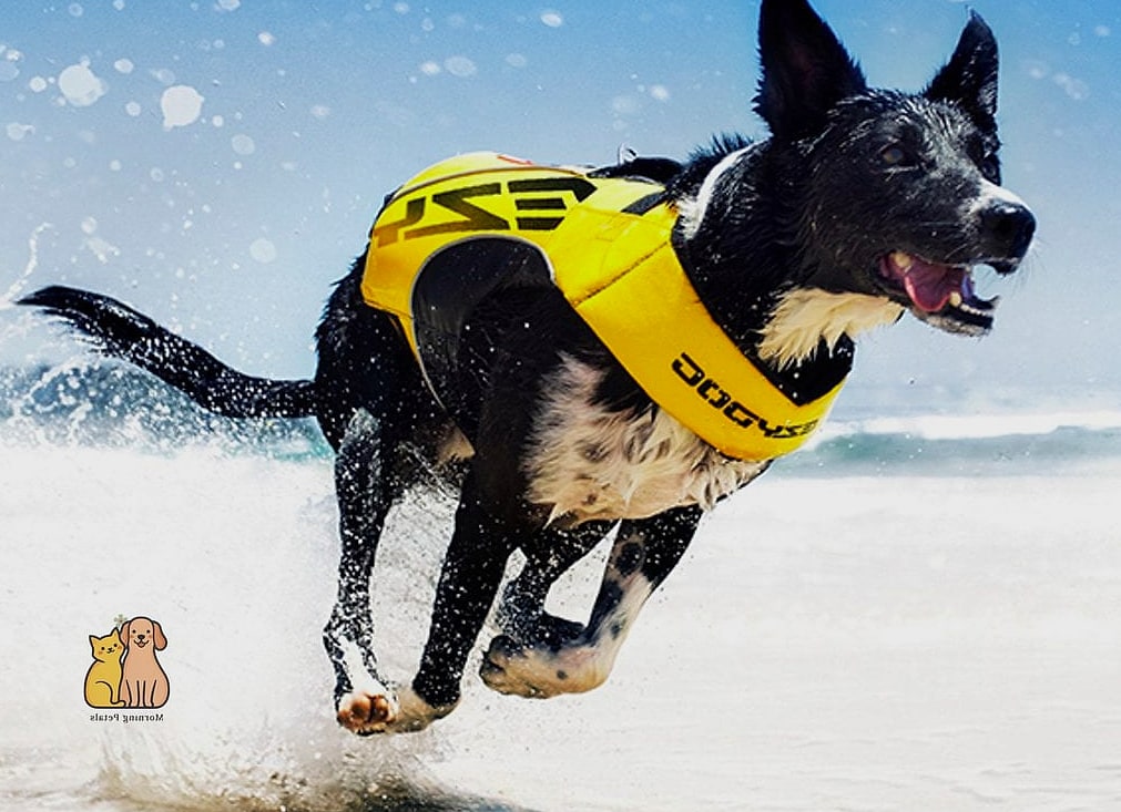 The Quick-Dry Neoprene Vest