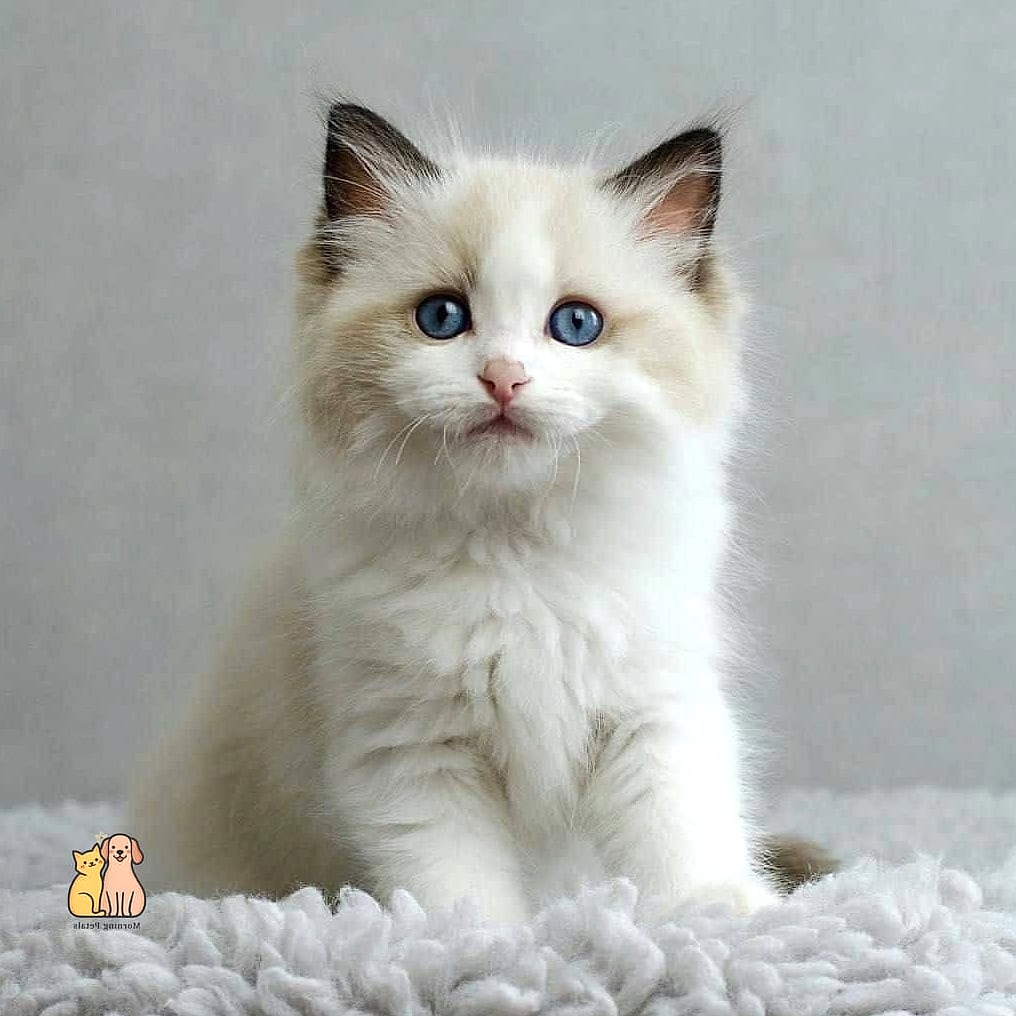 The Ragdoll