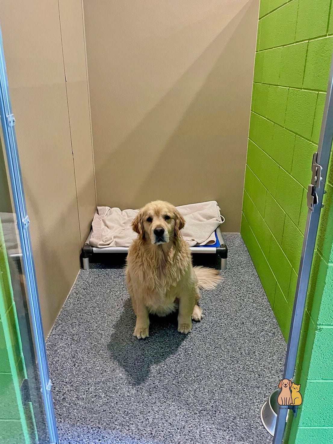 24 Easy Dog Boarding Facility Ideas That Will Inspire You 5 Raised Cots for Every Kennel