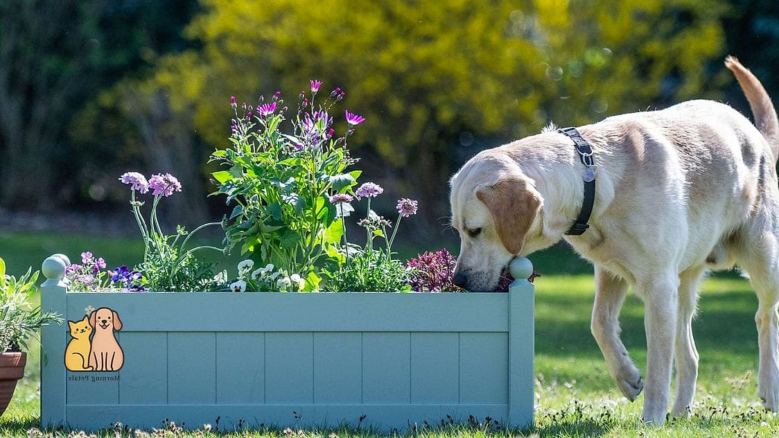 23 Precious Dog Yard Landscaping That Will Restore Your Faith in the World 4 Raised Garden Beds with Dog-Safe Borders