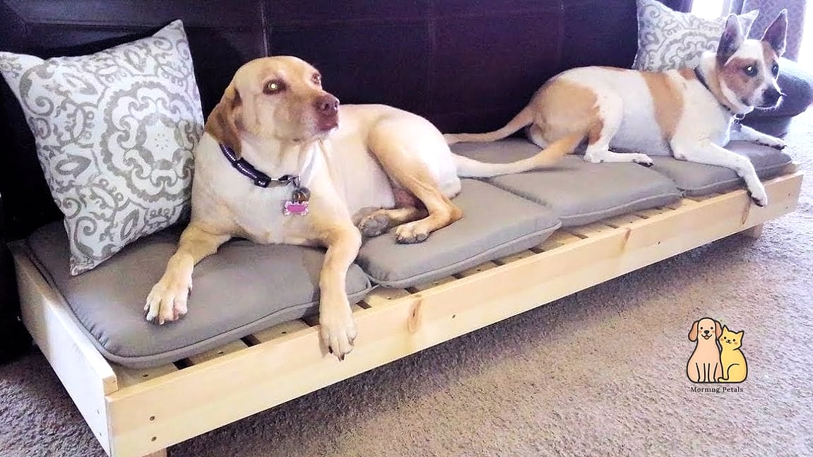 The Raised Platform Dog Run