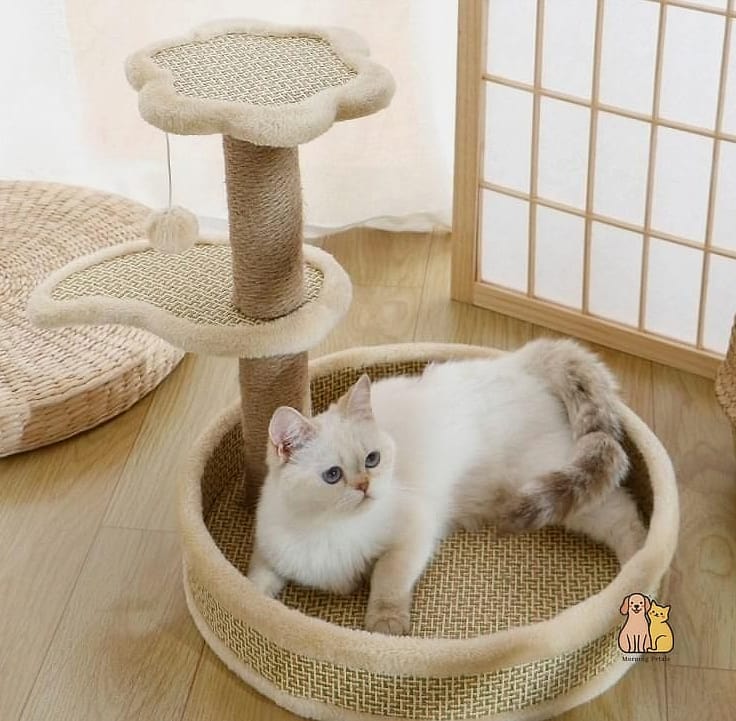 The Rattan Basket Scratch Pad