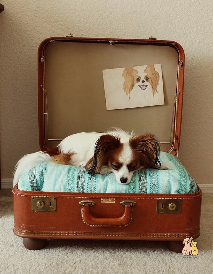 23 Budget-friendly Dog Bed Ideas For Living Room That Are Going Viral 14 The Recycled Suitcase Dog Bed
