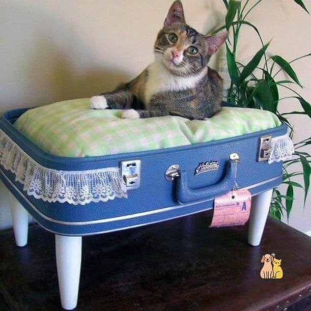 20 Clever Outdoor Cat House Ideas on a Budget 9 Recycled Suitcase Shelter