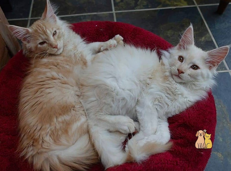 Red and Cream Maine Coons with a Warm Golden Glow