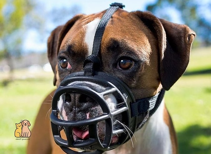 The Reflective Nighttime Muzzle