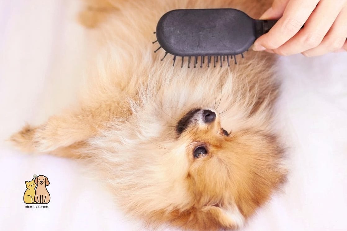 15 Gorgeous Dog Remedies That Prove Pets Are the Best 11 Regular Brushing for Shedding Control