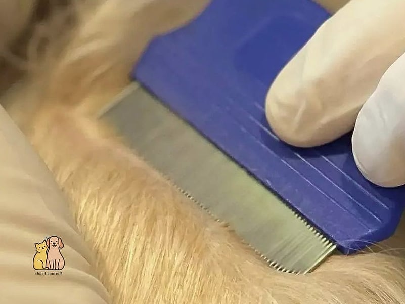 25 Amazing Flea Remedy For Dogs That Prove Pets Are the Best 2 Regular Flea Comb Sessions