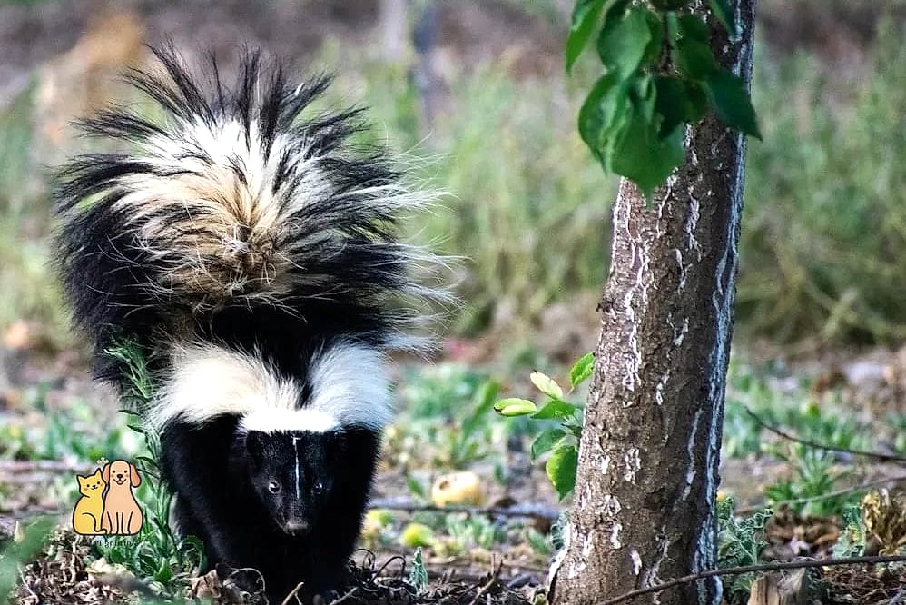 20 Stunning Skunk Smell Out Of Dog Guaranteed to Make You Smile 15 Remember That Skunk Stories Become Funny Later