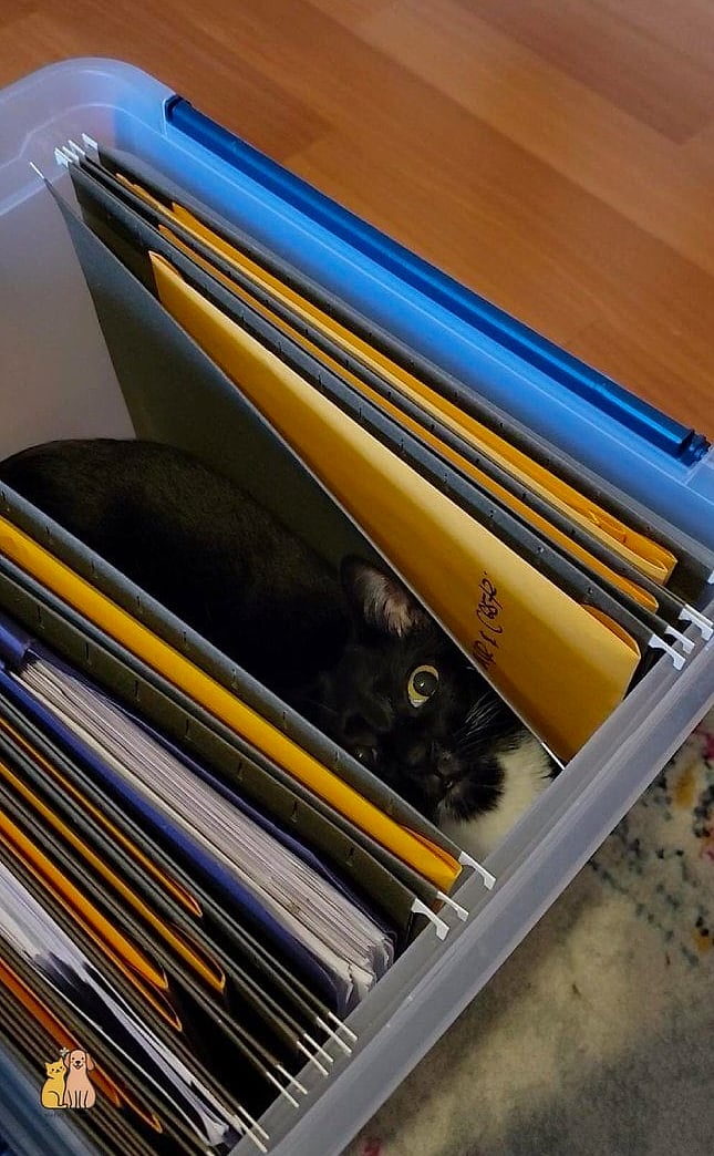 50 Budget-friendly Cat Food Station Ideas Your Pet Will Beg For More 34 The Repainted Filing Cabinet Top