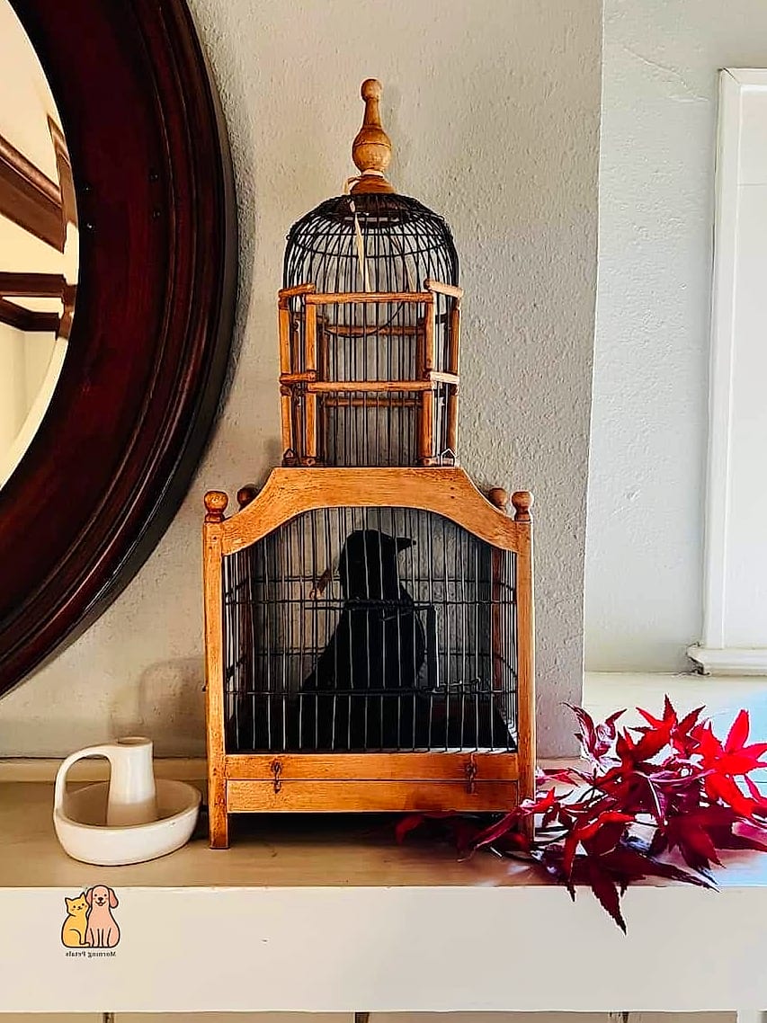 15 Gorgeous Small Window Catios That Prove Pets Are the Best 8 The Repurposed Birdcage Window Box