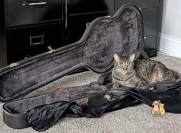 The Repurposed Guitar Case Bed
