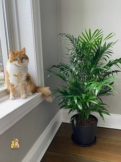 45 Budget-friendly Cat Eating Station Ideas Worth Pinning Immediately 45 The Repurposed Plant Stand