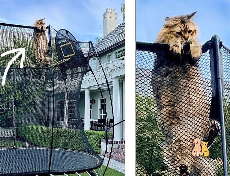 Repurposed Trampoline Frame Enclosure