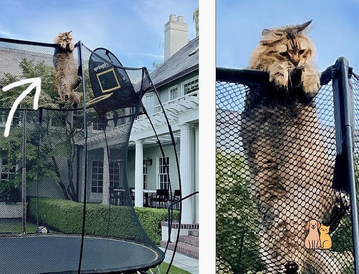The Repurposed Trampoline Frame Catio