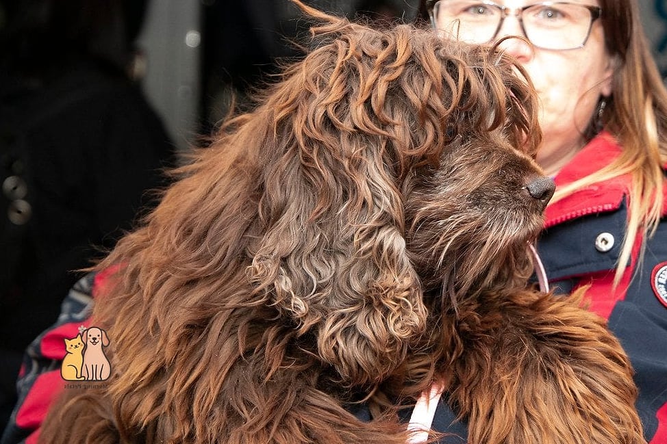 25 Amazing Dog Themed Cookies That Prove Pets Are the Best 13 Rescue Dog Cookies