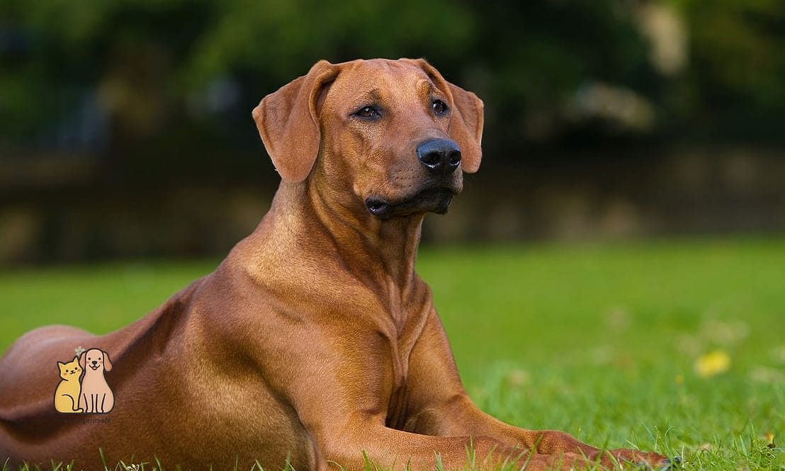 Rhodesian Ridgeback