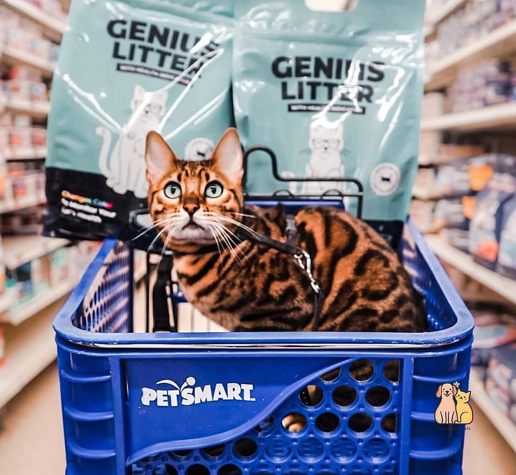 15 Genius Cat Food Setup Ideas Your Pet Will Beg For More 4 The Rolling Cart Setup