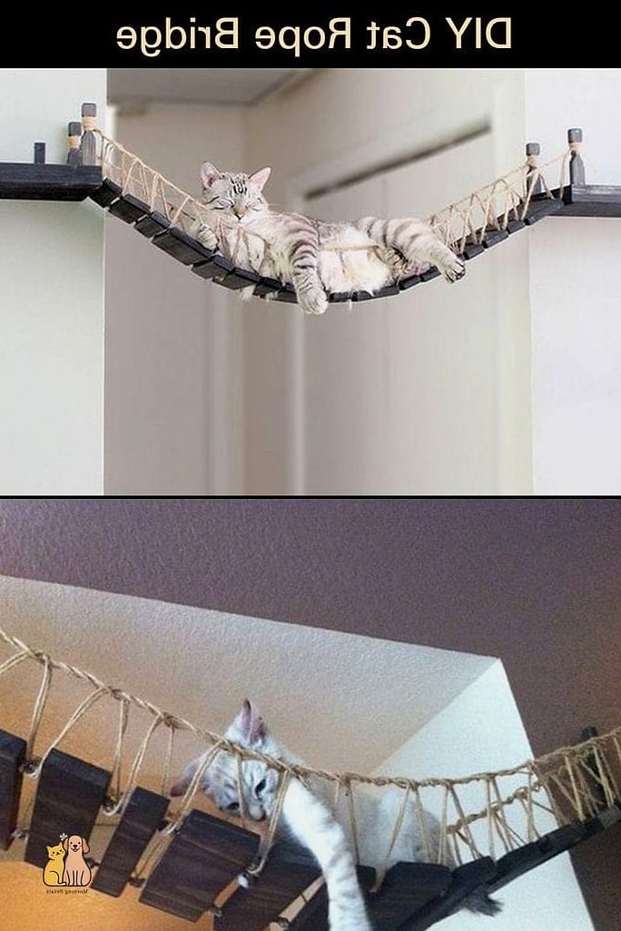 The Rope-Wrapped Climbing Shelf