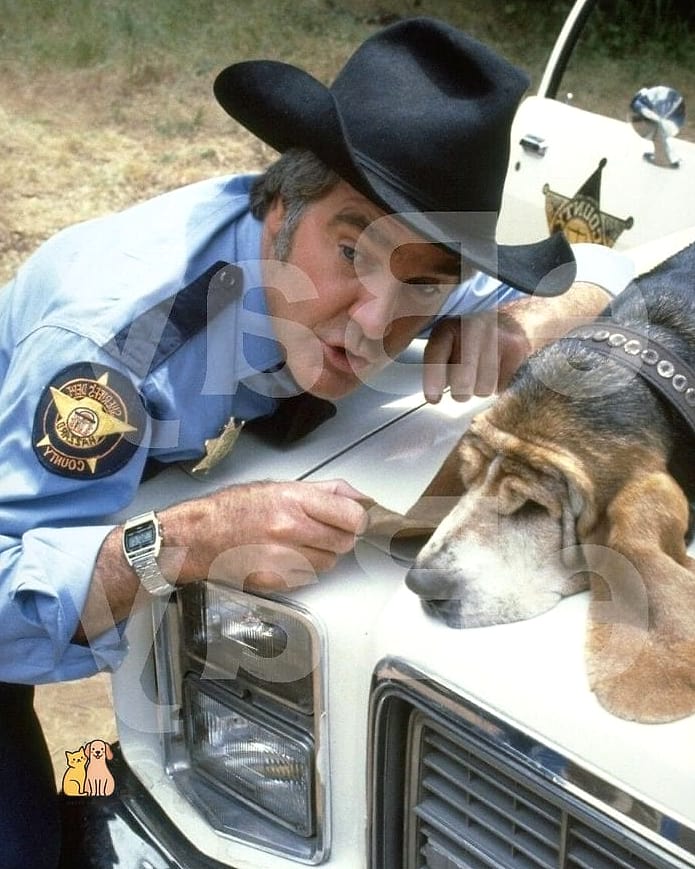 19 Country Western Dog Names That Are Totally Unique and Adorable 16 Roscoe