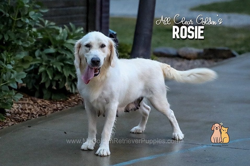 The Golden Retriever Names: Everything You Need to Know 7 Rosie
