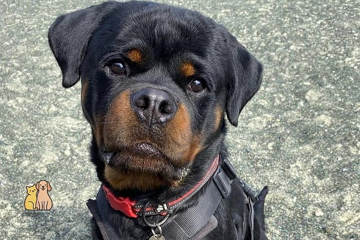 Rottweiler