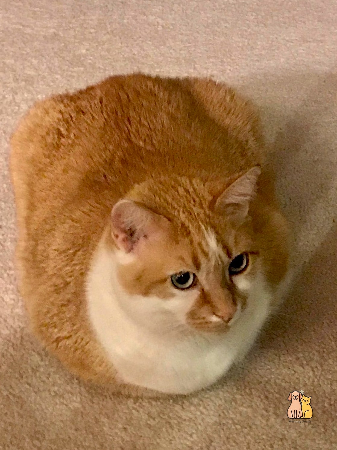 23 Heartwarming Giant Cat Shaped Beds That Will Make Your Day 6 The Round Cat Loaf Bed