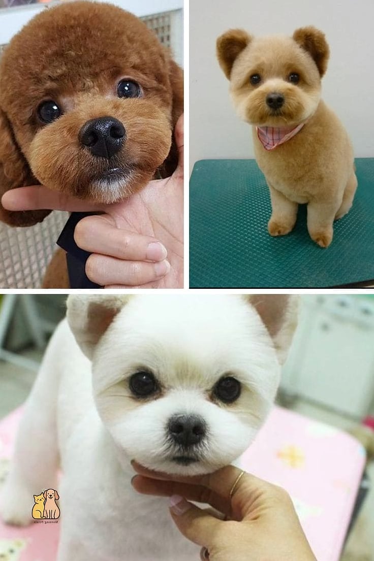 20 Stunning Dog Grooming Scissors You Need in Your Life Right Now 18 Rounded Tip Safety Shears