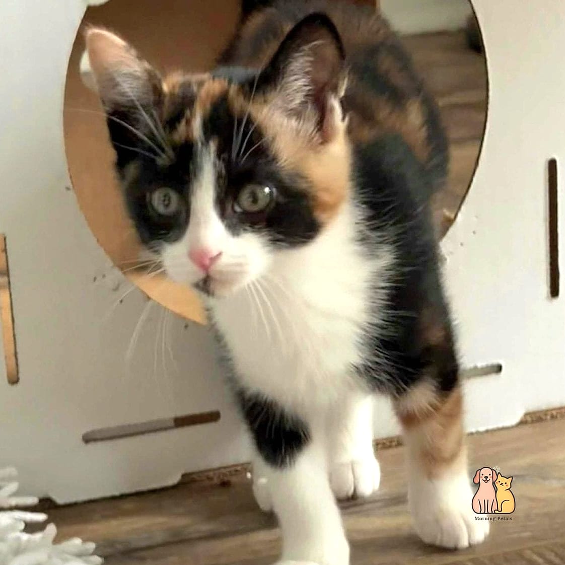 The Round-Faced Calico With Extra Fluff on the Cheeks