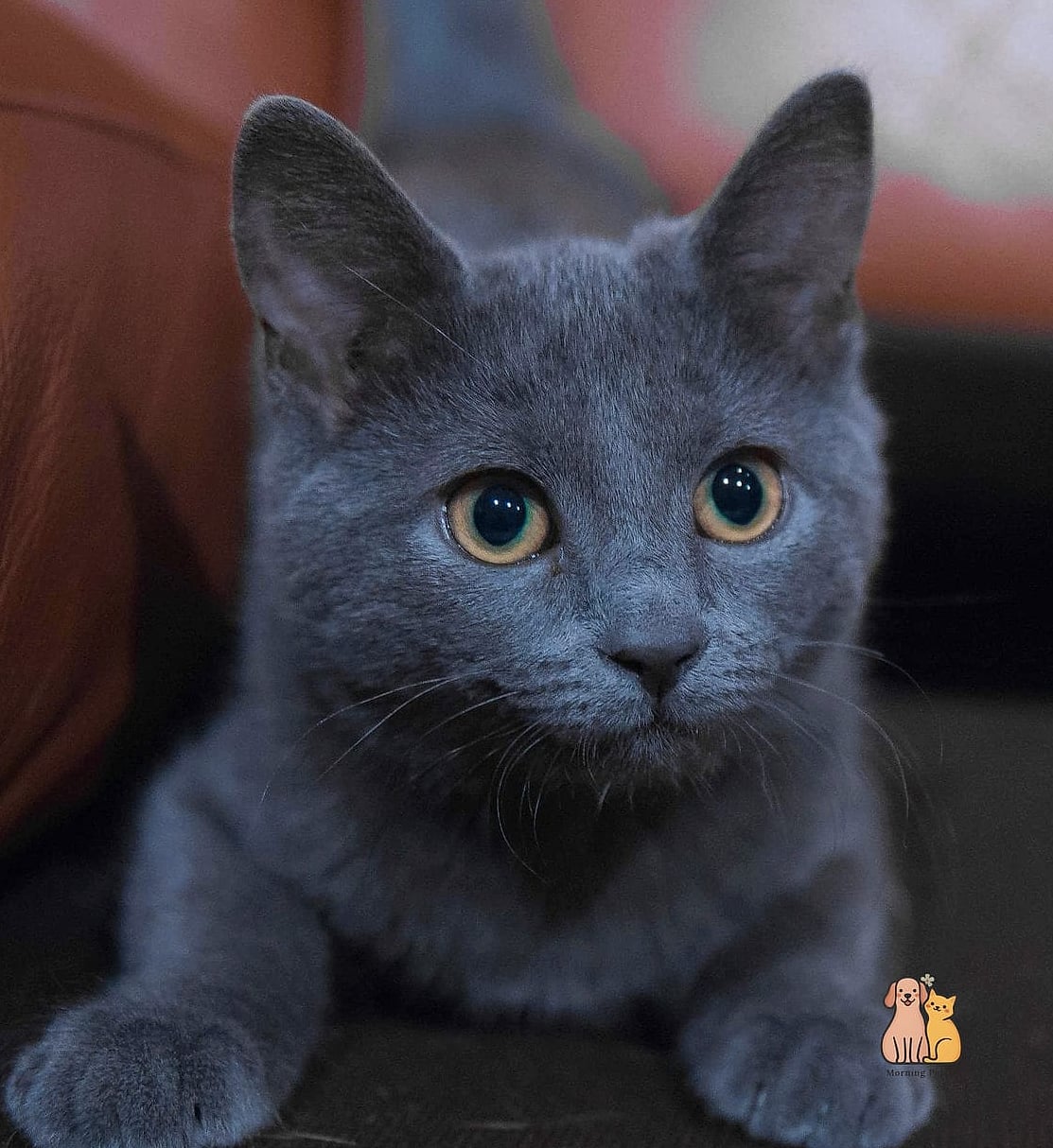 The Russian Blue