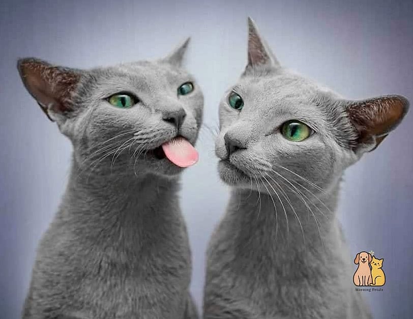 The Russian Blue