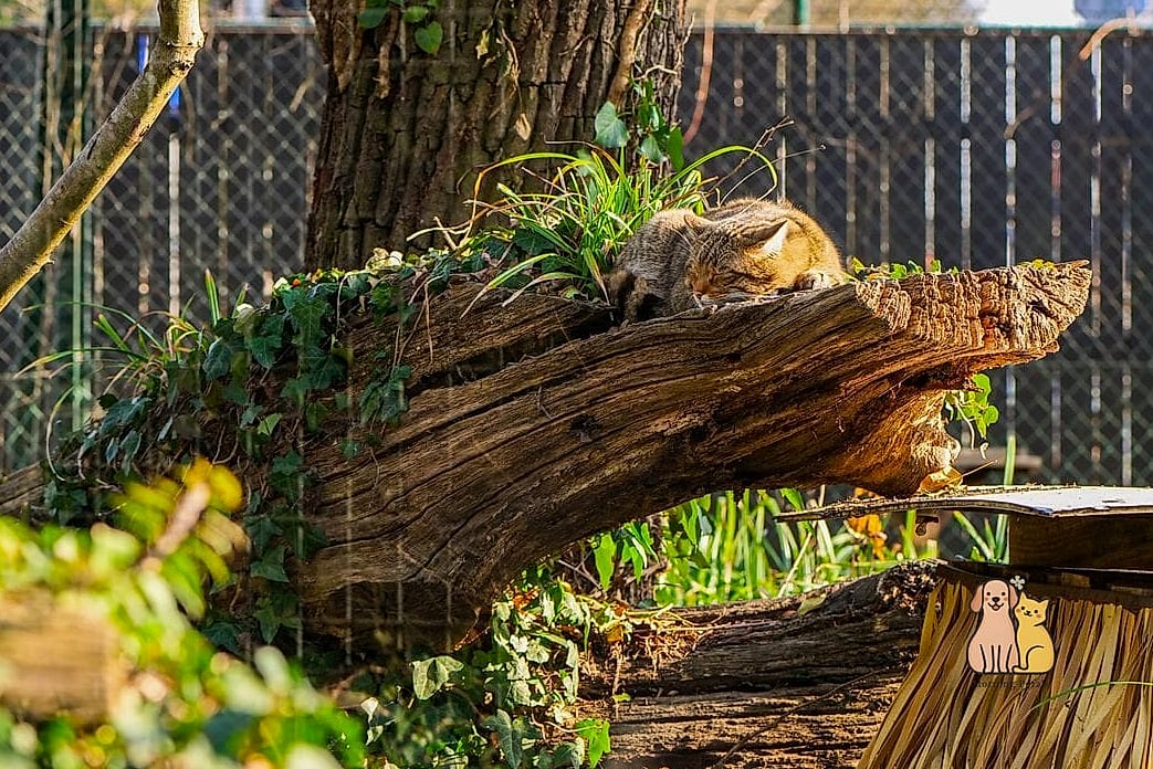 The Rustic Log Cabin Catio