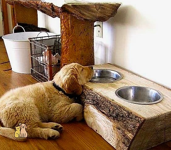 Rustic Wooden Dog Feeding Station