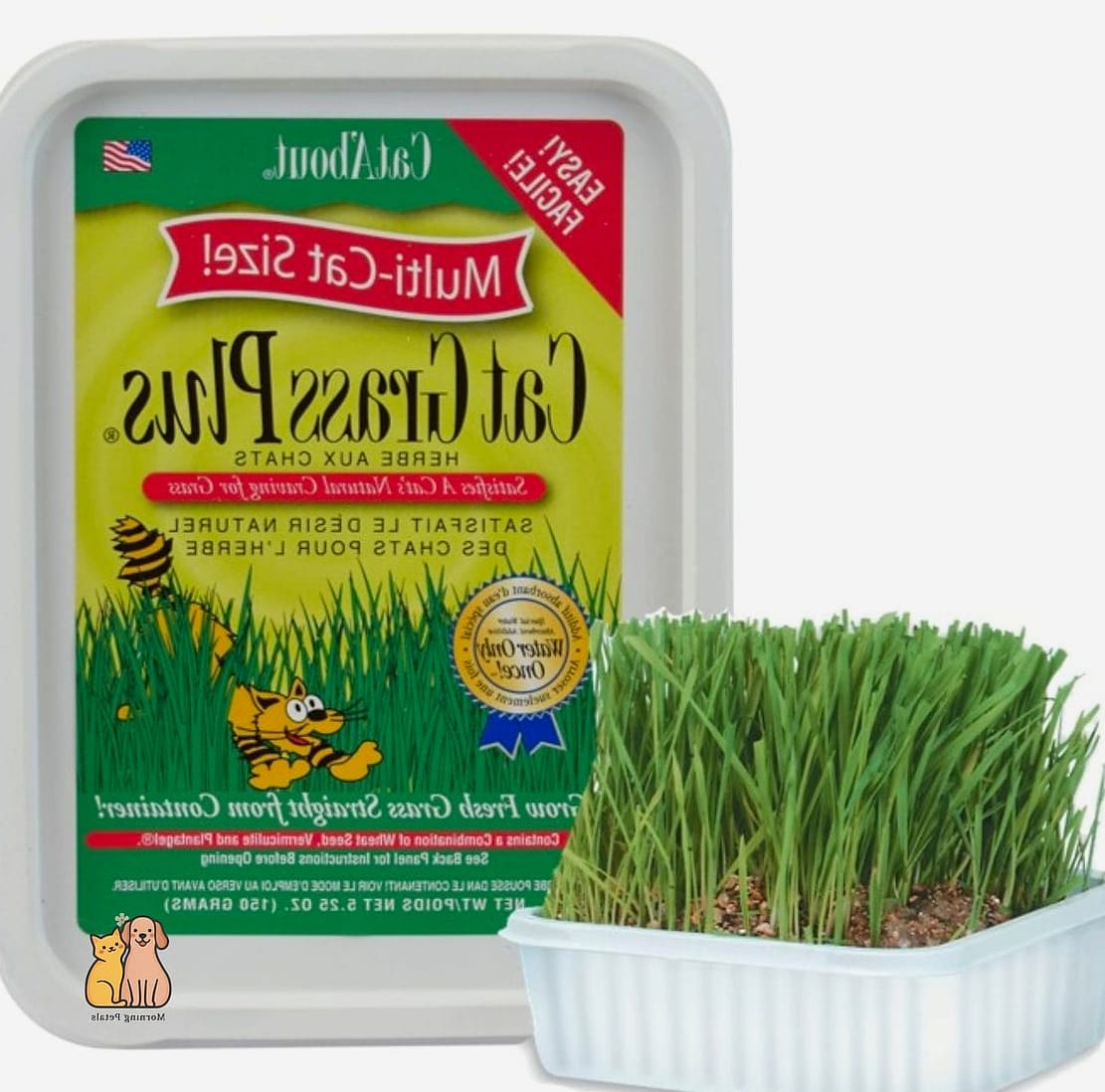 15 Gorgeous Cat Grass For Indoor Cats That Are Too Cute to Handle 6 Rye Grass Bundled in a Woven Basket