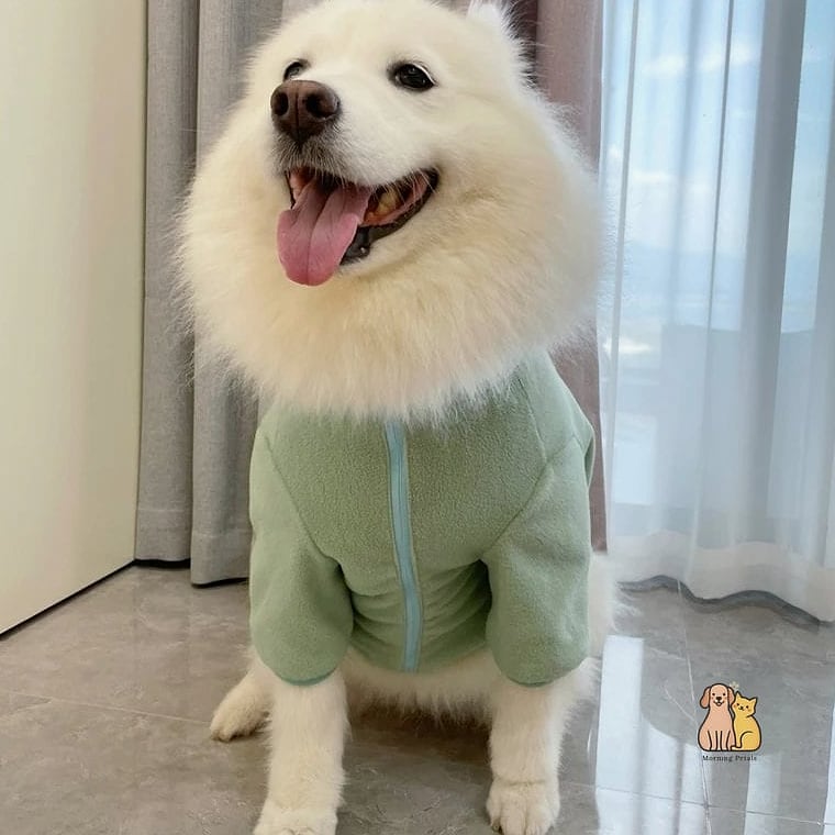 The Samoyed in a Winter Scarf
