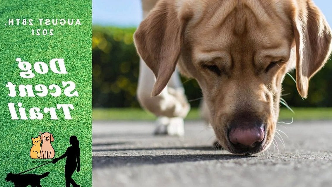 25 Simple Dog Yard Ideas to Try Right Now 25 A Scent Trail Garden