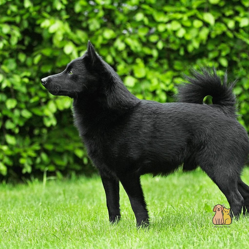 The Small Dog Breeds: You Didn't Know You Needed 4 The Schipperke