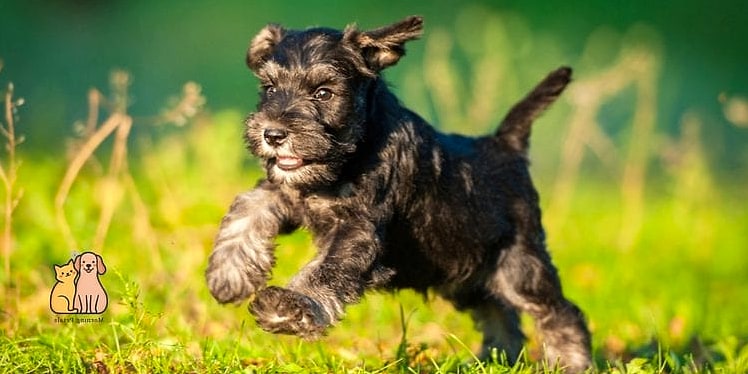 45 Cute Dogs That Dont Shed That Will Restore Your Faith in the World 15 Schnauzer (Miniature, Standard, Giant)