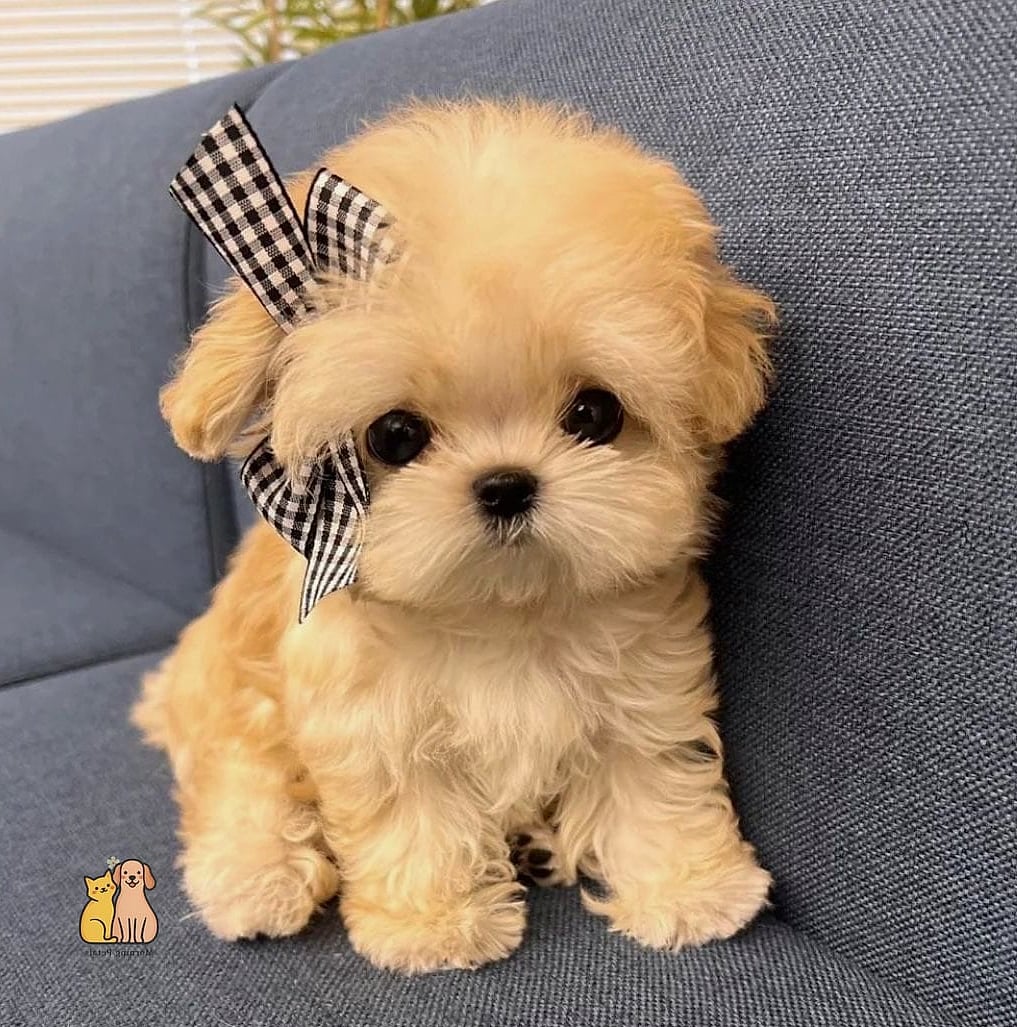 45 Cute Dogs That Dont Shed That Will Restore Your Faith in the World 44 Schnoodle