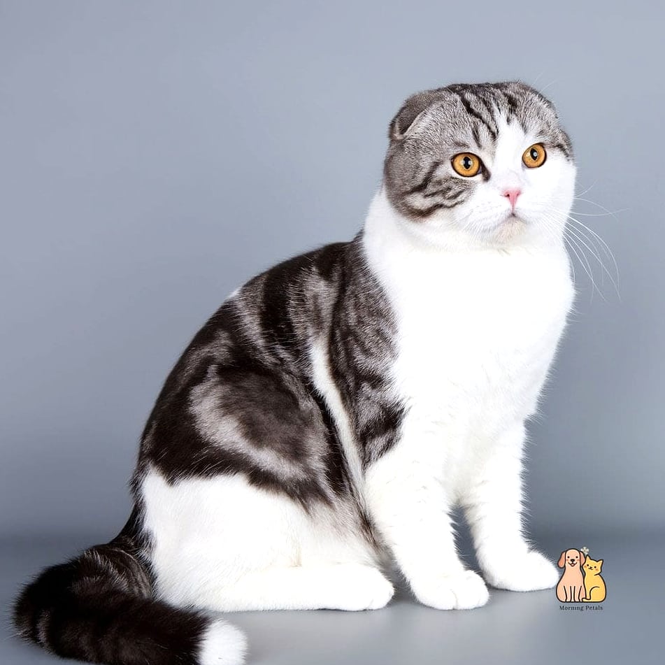 Scottish Fold