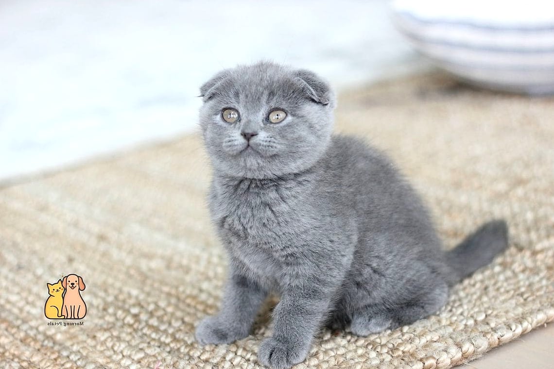 The Scottish Fold