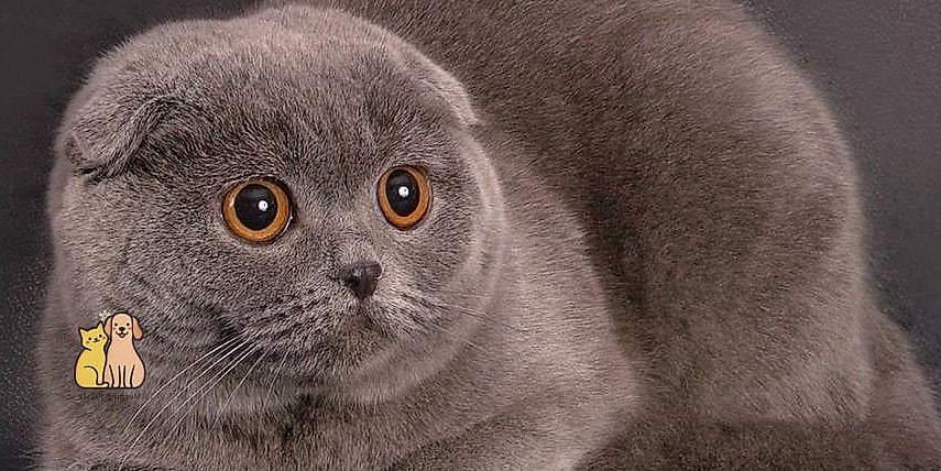The Scottish Fold
