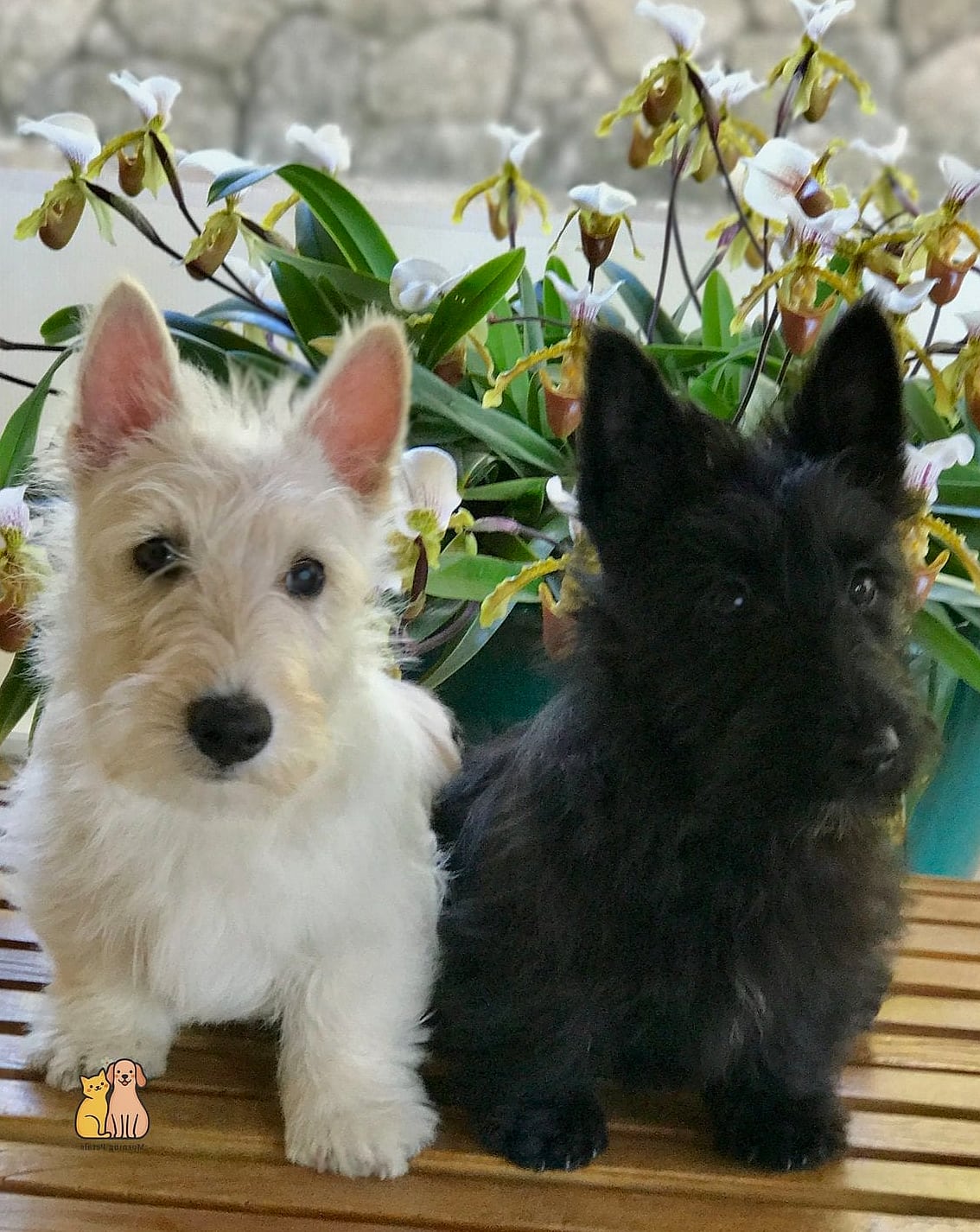 45 Cute Dogs That Dont Shed That Will Restore Your Faith in the World 34 Scottish Terrier