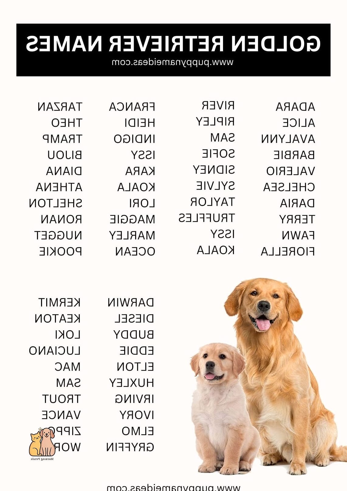The Golden Retriever Names: Everything You Need to Know 11 Scout