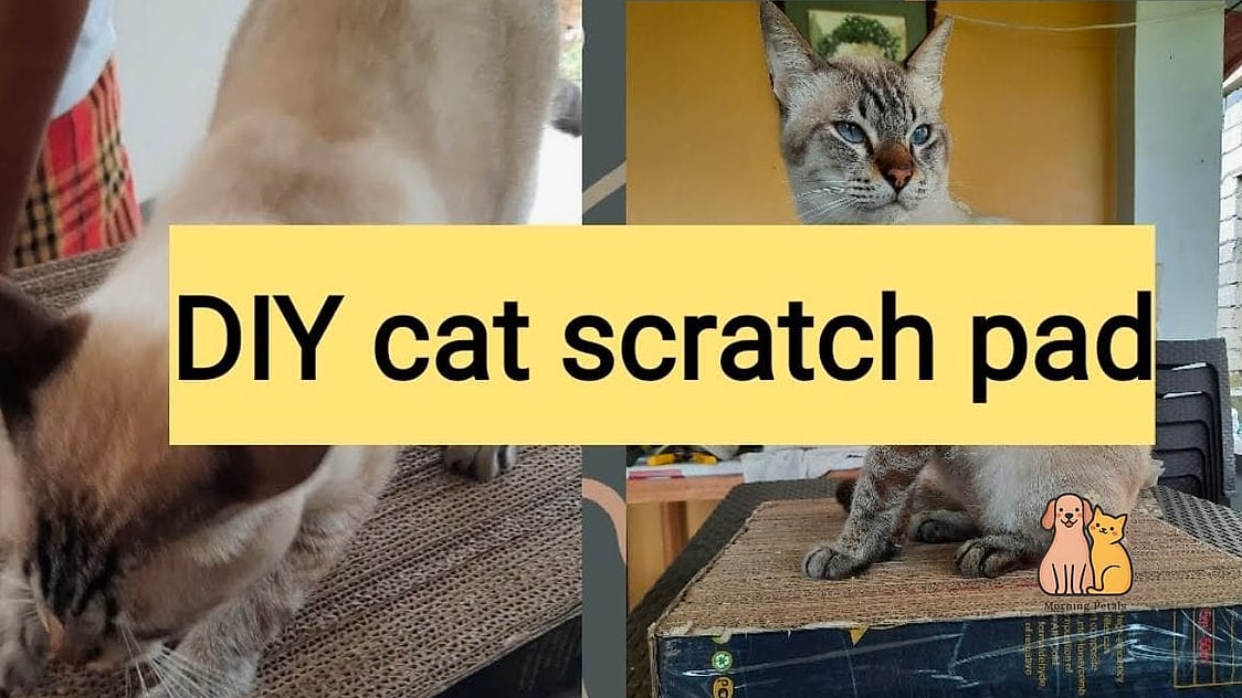 30 Creative Diy Cat Scratchers That Will Inspire You 27 Scratch Pad Coffee Table Insert