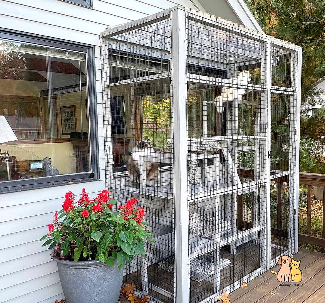 The Screened Catio Run