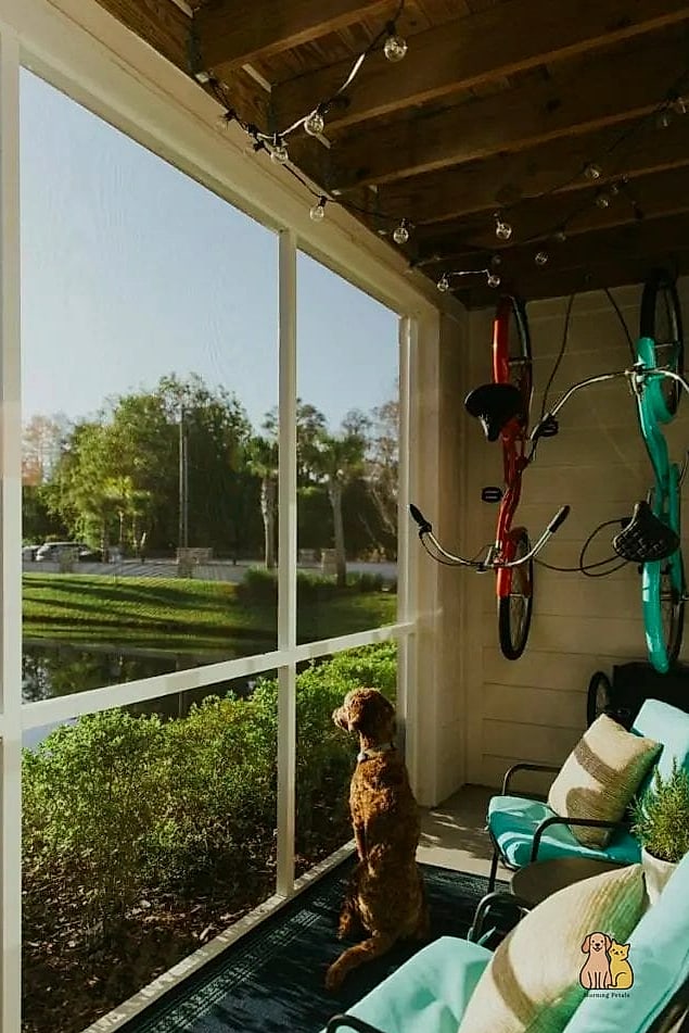 30 Incredible Dog Places In House You Need in Your Life Right Now 26 The Screened Porch Retreat