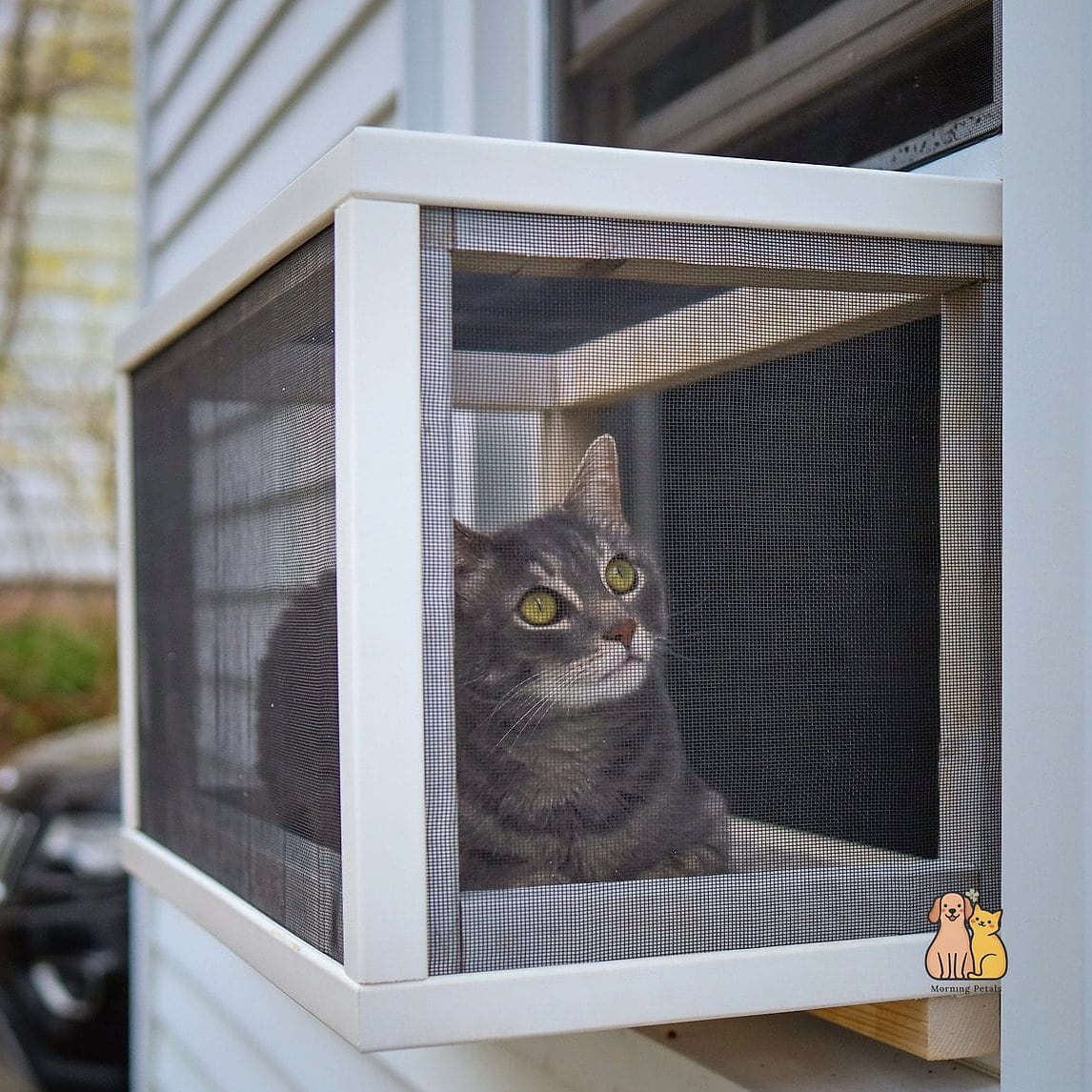 Screened Window Catio Box