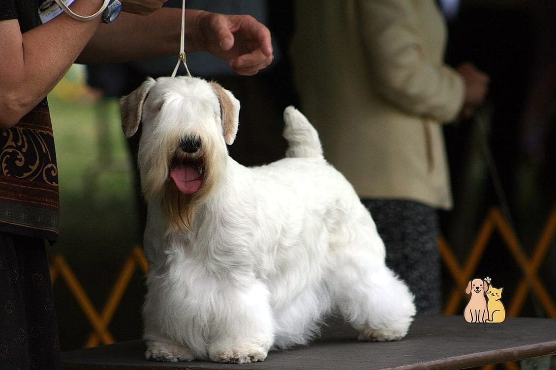 45 Cute Dogs That Dont Shed That Will Restore Your Faith in the World 35 Sealyham Terrier